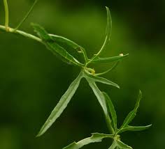 Image result for Merremia palmata