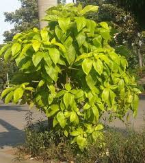 Image result for Pisonia