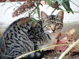 When europeans left their country to settle in north america, many of them brought their gray tabbies with them, introducing them to this continent. Marco S Web Log