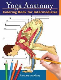 Kinesthetic learning has been proven to help students remember, and the visual element adds to that impact. Yoga Anatomy Coloring Book For Intermediates Von Anatomy Academy Englisches Buch Bucher De