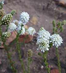 Image result for Selago albomarginata