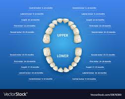 Children Mouth With Tooth Numbering Chart On Blue