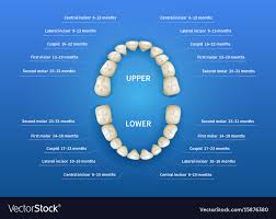 children mouth with tooth numbering chart on blue