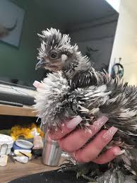 Anyone else dirt broke but wanted to raise chickens and did everything diy  and pulled it off without spending much? Please share your advice 🙏 We are  calculating start up costs and