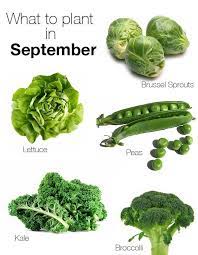 You can plant in september and begin harvesting after 20 days. What To Plant In September Blog Con Queso Winter Vegetables Gardening Fall Garden Vegetables Growing Winter Vegetables