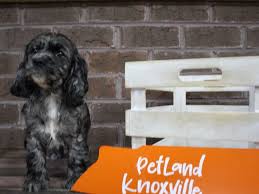 Each one is family raised with love, so any home will be an excellent home for them. Cocker Spaniel Dog Female Blue Merle Parti 2654444 Petland Knoxville
