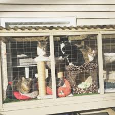 We took two old sten shelving unit from the garage and made a cat enclosure. Easy Diy Cat Enclosure To Keep Your Indoor Cats Happy And Safe