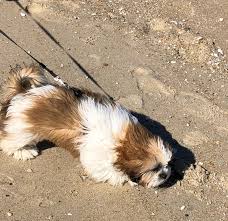 He is loving and friendly. Puppy S 1st Day At Beach Pet Sling Review
