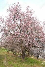 Many times we decide we want one or more in our own gardens. Blooming Almond Tree With White Pink Flowers Stock Photo Picture And Royalty Free Image Image 4756780