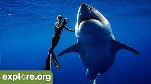 This particular incarnation of the shark was depicted in the film jaws released by universal in 1975. Ocean Ramsey Encounters Giant 20ft Great White Shark Youtube