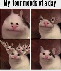 33 funny grumpy cat meme that make you laugh wishmeme. Funniest Cat Memes Clean Funny Cat Sayings