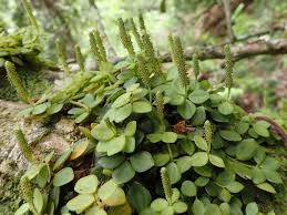 Image result for Peperomia tetraphylla