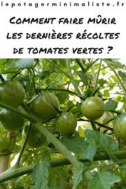 Comment Faire Murir Les Dernieres Recoltes De Tomates Vertes Tomates Vertes Potager Tomates Tomates