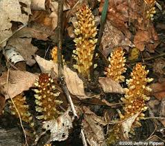 Image result for Orobanchaceae