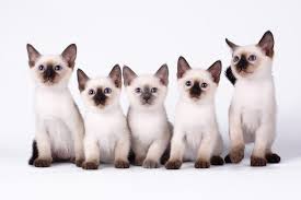 Jetzt finden oder inserieren auf kleinanzeigen.at. Wo Kann Man Katzen Kaufen Und Was Sollte Man Dabei Beachten