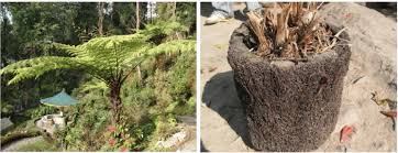 Image result for Cyathea cf. humilis