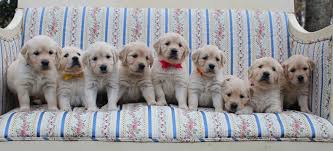Despite being in texas, i felt like i was included in the puppy picking process with several pictures, videos, and personality feedback. Goldendoodle And Golden Retriever Puppies By Golden Miracles English Cream Retrievers And American Golden Retriever Puppies