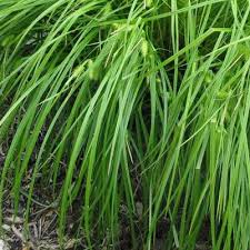 Image result for Carex lycurus