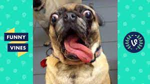 Try Not To Laugh Or Grin Funny Animals Vines Compilation 2017 Funny Funny Animal Vines Funny Vines Funny Gif