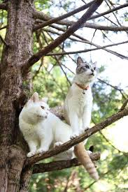 父と子 おしゃれまとめの人気アイデア pinterest よっこ かご猫 キュートな猫 動物