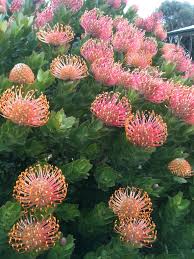 Protea Australian Flower Australian Flowers Plants Australian Plants