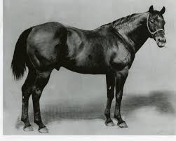 1955'in açılış sınıfında yarış ve onur listesi. The Story Behind The Name Steeldust Steeldust