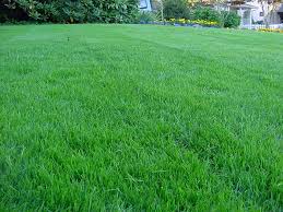 Naturecare lawn services listed under lawn care services, sod and sodding services. Fertilization Company In Mansfield Tx Fort Worth Tx Tarrant County Fertilization Service