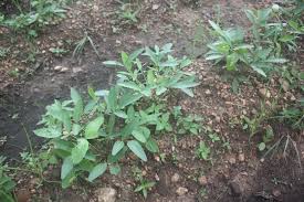 Image result for Vigna subterranea
