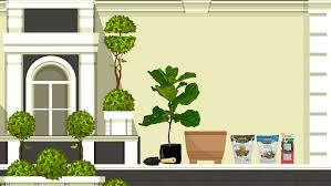 The fiddle leaf fig tree plant food has the perfect ratio of nitrogen, phosphorus and potassium they need. How To Grow Your Fiddle Leaf Fig Into A Tree Jobe S Organics
