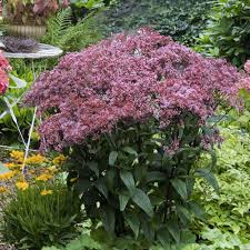 Image result for Peponium vogelii