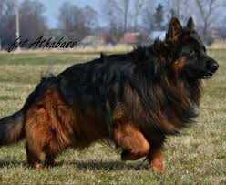 Jarman Safed Dog Puppy Dog Ideas ✓ free for commercial use ✓ high quality images. jarman safed dog puppy dog ideas