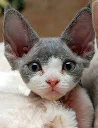 Pin By Sharon Christie Howe On Cats Devon Rex Cats Devon Rex Kittens Rex Cat