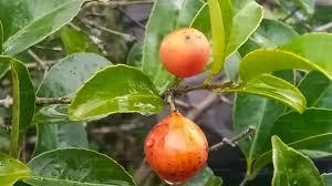 Image result for Salacia erecta