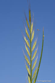 Image result for Festuca chodatiana