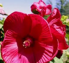 Image result for Hibiscus mechowii