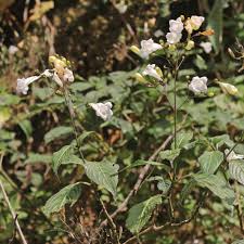 Image result for Strobilanthes hamiltoniana