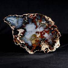 Texas spring canyon petrified wood. Petrified Wood Slice Hubbard Basin Prehistoric Online