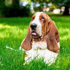 Image result for basset hound