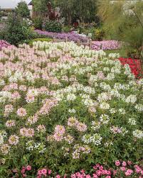 Image result for Cleome elegantissima