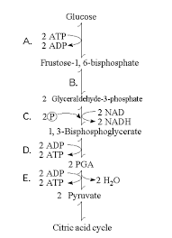 Bio 102 Ch 9 Flashcards Easy Notecards