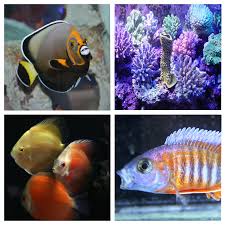 Pet stores near me accepts no liability for any loss, damage or inconvenience caused by reliance on any information in this system. Absolutely Fish Aquariums And Maintenance Fresh And Saltwater Fish