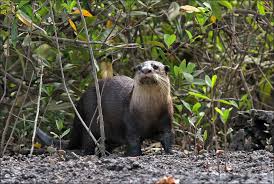 Image result for Inhambanella