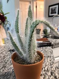 Get great deals on ebay! Anyone Have Any Tips To Help My Old Man Cactus He S Been Great Until I Put Him Outside Yesterday To Get Some Sun And Now He S Wilted I Don T Water Hardly Every