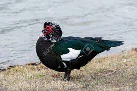 A Solitary Male Muscovy Duck Standing Alone On The Edge Of A Body Of Water In A Patch Of Dry Brown Grass On A Cold Winter Afternoon In Texas Stock Photo Picture