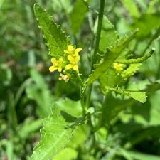 Image result for Erucastrum arabicum