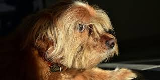 Combien de comprimés de chmorella puis je lui donner par jour ? La Tumeur De La Rate Chez Le Chien Causes Symptomes Traitement Et Prevention