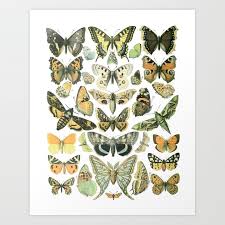 Vintage Butterfly Botanical Chart 2 Art Print By Vintagequeen
