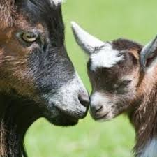 All Newest Pixdaus Goats Cute Posts Animals