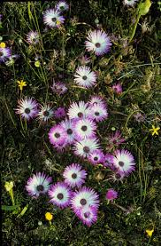 Image result for Ornithogalum flexuosum