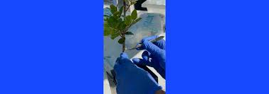 Image result for Ophrestia radicosa